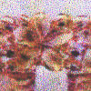 cbg5plumfl